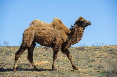 Kuru ve engebeli bir arazide heybetli bir deve sakince güneşin altında duruyor..
