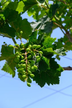Kıbrıs 'taki güneşli bir Akdeniz bahçesinde asma dalında oluşan taze yeşil üzümlerin yakın çekimi.
