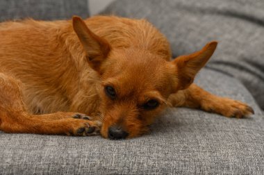 Kırmızı bir minyatür, yumuşak bir kanepede huzur içinde uyur ve içeride sessizce uyur..