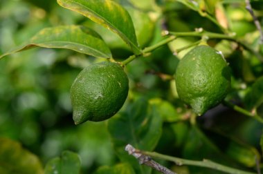 Olgunlaşmamış yeşil limonlar güneşli bir Kıbrıs bahçesinde bir ağaç dalında asılı duruyor. Doğal ışıkta taze narenciye..