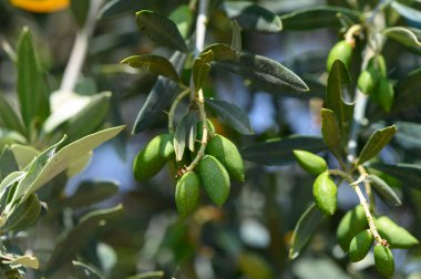 Kıbrıs Bahçesinde Ağaç Dalında Genç Yeşil Zeytinler Büyüyor
