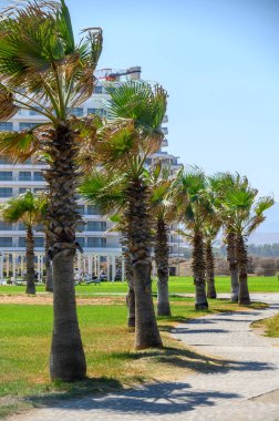 Deniz kıyısındaki bir yerleşim bölgesinde uzun palmiye ağaçlarının manzarası tropikal bir Akdeniz atmosferi ve yaz atmosferi yaratıyor. Deniz kıyısındaki yerleşim bölgesinde ağaçların oluşturduğu patika. Yüksek kalite fotoğraf
