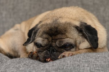 Son sınıf köpeği sessiz ve sakin bir atmosferde yumuşak bir kanepede mışıl mışıl uyuyor..