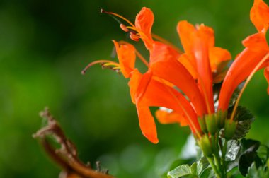Günbatımı Bahçedeki Tropikal Çiçekleri Aydınlatıyor