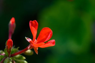 Sardunya Çiçekleri Gün Işığı Altında Çiçek Açıyor