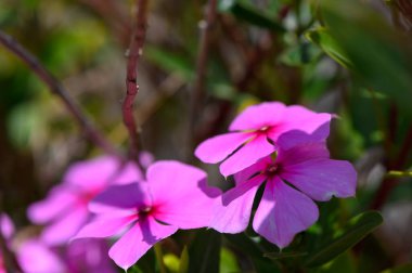 Kıbrıs 'ta güneşli bir günde bahçede açan canlı pembe bir Catharanthus gülünün yakın çekimi.