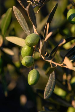 Kıbrıs 'ta gün batımında yeşil meyveli zeytin dalı. Bir Akdeniz barış, gelenek ve doğal uyumun sembolü..