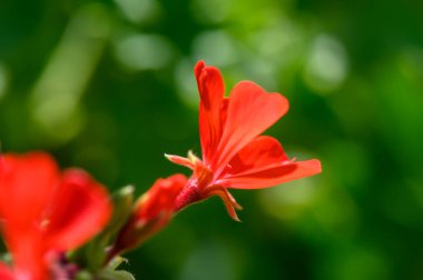 Kıbrıs 'ta bir bahçede açan parlak kırmızı sardunya çiçekleri. Süslü bitki, Akdeniz bitkisi ve popüler dekoratif çiçek fotoğrafçılığı..