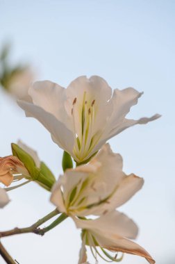 Akdeniz manzaraları ve güneş ışığıyla çevrili Kıbrıs 'ta beyaz Bauhinia çiçekleri, tropik cazibe ve doğal güzelliği sembolize ederek zarlar..