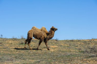 Deve Kuru bir arazide Güneşte Duruyor