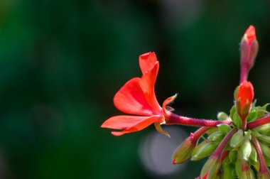 Kıbrıs 'ta Yeşil Yapraklı Kırmızı Sardunya Fabrikası