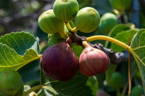 Taze yapraklar ve sıcak güneş ışığıyla çevrili bir Kıbrıs bahçesindeki bir dalda büyüyen yeşil bir incirin yakın çekimi.