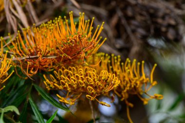 Kıbrıs 'ta Grevillea Robusta Ağacı Büyüyor