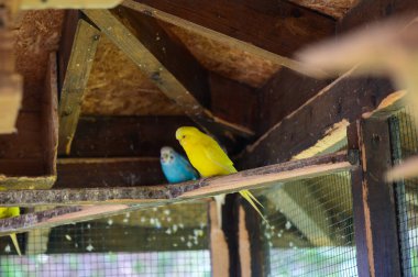 Kıbrıs 'ta bir kuş kafesinde oturan iki renkli papağan. Tutsak tropikal kuşlar, metal kafes, güneşli bir Akdeniz ortamında egzotik vahşi yaşam..