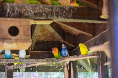 Kıbrıs 'ta bir kuş kafesinde tünekte oturan renkli papağanlar