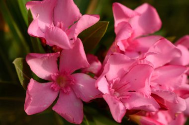 Yapraklı Kırmızı Oleander Çiçekleri Macro Vuruşu