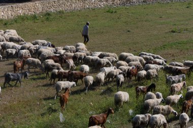 Huzurlu bir arazide, bir çoban koyun ve keçi sürüsü arasında dikkatli bir şekilde yürür, her hayvan sıcak güneşin altındaki yeşil çimlerde otlar, kırsal uyumu ön plana çıkarır..