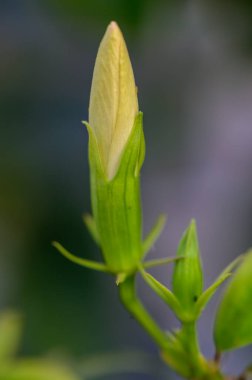 Kıbrıs 'ın sıcak Akdeniz ışığında yakalanan amber çiçeği tomurcukları çiçek açmak üzere..