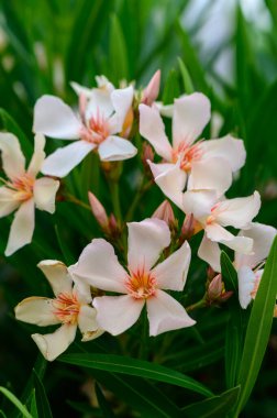 Kıbrıs 'ta bir çalılıkta yetişen narin pembe zakkum çiçeklerinin yakın çekimleri, bu zehirli Akdeniz bitkisinin karmaşık taç yapraklarını ve canlı renklerini gösteriyor.