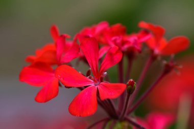 Pırıl pırıl kırmızı sardunya çiçekleri, yumuşak, bulanık bir arka planla çekiliyor, canlı renkleri ve narin taç yaprakları vurgulanıyor..