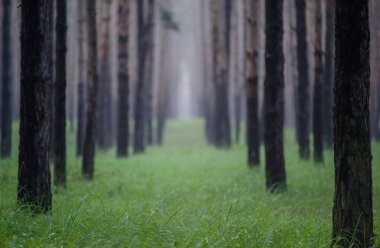 Uzun çam ağaçları arasında yemyeşil çimenler gelişir, doğa ve orman manzarası için mükemmeldir..