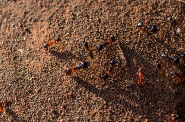 Yuva girişlerine doğru hareket eden karıncaların makro görüntüsü. Kuzey Kıbrıs 'ta yakalandı. Böcek takımına ve doğal davranışlara odaklan..