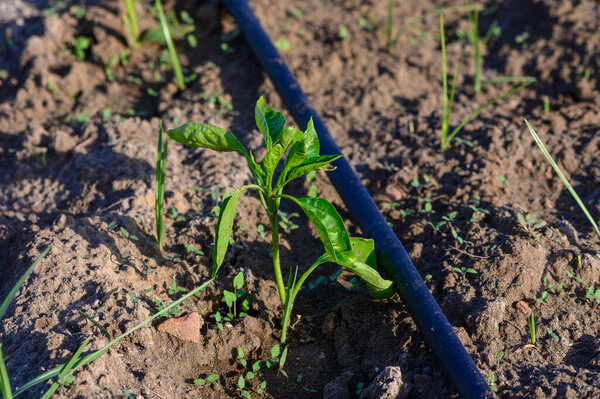 Bell pepper plants cultivated by a Cypriot farmer using drip irrigation. Close-up of healthy green and red peppers growing in Mediterranean soil under efficient water-saving system.