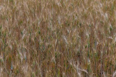 Kuzey Kıbrıs 'ta güneşli bir günde olgun çavdar kulaklarının yakın çekimi.