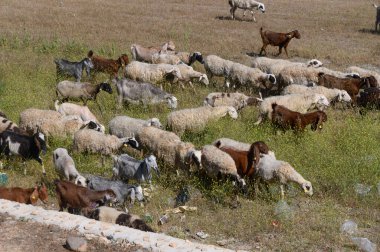 Çeşitli koyun ve keçi sürüleri, kır çiçekleri ve altın otlarla çevrili güneşli bir çayırda huzur içinde otluyor ve kırsal sükunetin ve doğayla uyumun özünü yakalıyor..
