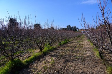 Canlı bir şeftali bahçesi, parlak mavi gökyüzünün altında sıralanmış çıplak ağaçlarla baharı bekliyor..
