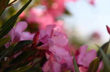 Akdeniz Bahçesinde Yumuşak Pembe Oleander Çiçekleri