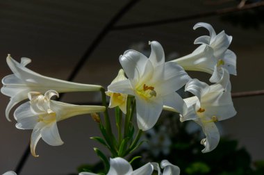 Akdeniz tarzında ılık Kıbrıs güneşinin altında açan uzun yeşil yapraklı beyaz zambaklar.