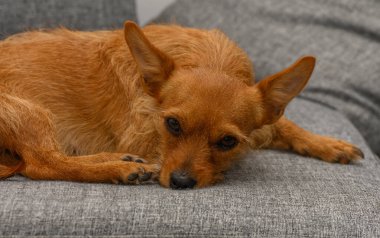 Kırmızı Minyatür Pinscher Kanepede Uyuyor