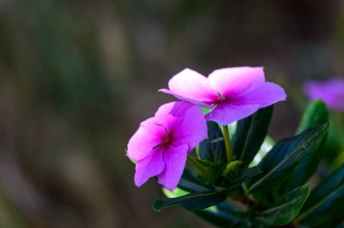 Yeşil Yapraklı Pembe Catharanthus Çiçeği