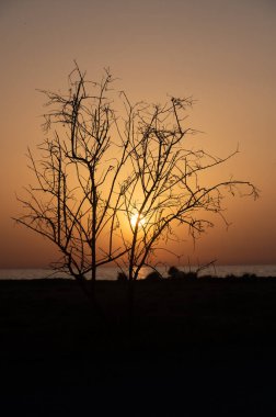 Kıbrıs 'ta Gün Batımında Ağacın Silueti