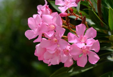 Kıbrıs 'ta güneşli bir günde, Akdeniz bahçesindeki yeşil bir çalıda çiçek açan güzel pembe zakkum çiçekleri..
