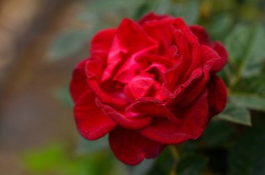 Çiçek açan kırmızı gülün makro çekimi. Zengin yapraklar ve doğal güneş ışığı. Kıbrıs 'ta bir bahçede yakalandı..