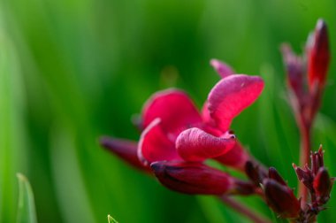 Kıbrıs Rum Kesimi 'ndeki Akdeniz Bahçesinde Canlı Kırmızı Oleander Çiçekleri