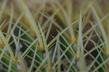 Keskin kaktüs iğneleri doğal güneş ışığı altında ayrıntılı olarak yakalanır..