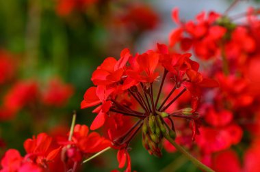 Yumuşak doğal ışıkla aydınlatılan kırmızı sardunyalar. Sakin ve nazik bahçe atmosferi.