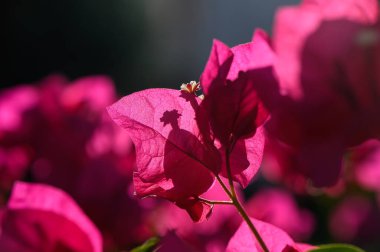 Kıbrıs Rum Kesimi 'ndeki bir Akdeniz tatil beldesinde parlak kırmızı bougainvillea çiçeklerinin manzarası.