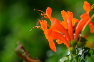 Batan güneşin sıcak ışığı altında parlayan tropik çiçekler büyülü ve renkli bir bahçe atmosferi yaratıyor..