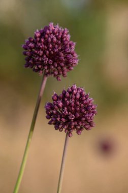 Mor Allium Hollandicum Çiçeği Bahçedeki Uzun Kök