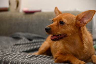 Kahverengi bir pinscher koltukta rahat bir şekilde dinlenir, pürüzsüz ceketini ve kapalı bir ortamda uyarı ifadesini vurgular.