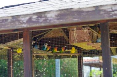 Kıbrıs 'taki bir kuşhanenin içindeki tel örgüden görülen parlak tropikal papağanlar. Esaret altındaki egzotik kuşlar, canlı tüyler, güneşli açık hava..