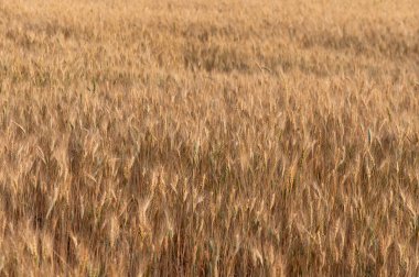 Kuzey Kıbrıs 'ta Altın Çavdar Tarlası