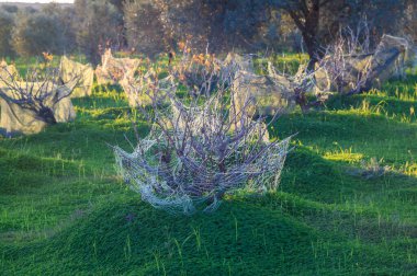 Alacakaranlıkta sakin bir zeytinlikte, yeni dikilmiş ağaçlar narin ağlara sarılır, doğa ve tarım uygulamalarının eşsiz bir karışımını sunar, çarpıcı bir görsel anlatıdır..