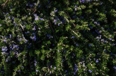 Canlı mor çiçekler yemyeşil yeşilliği noktalar, parlak öğleden sonra güneşi altında çarpıcı bir kontrastlık yaratır. Doğa narin çiçeklerle serpiyor rüzgarda hafifçe sallanarak.