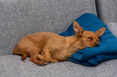 Küçük, uyuyan bir köpek, sıcak bir iç atmosferle çevrili yumuşak mavi bir battaniyenin üzerinde rahatça dinlenir..