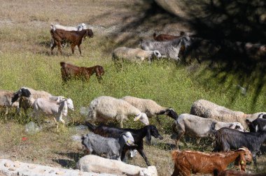 Çeşitli keçi grupları, güneş ışıl ışıl parlarken gür yeşil çayırları keşfeder ve dingin bir atmosfer yaratır. Özgürce hareket ederler, günün tadını çıkarırlar..